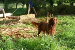 Red Oak Setter - Maxime Combaud - Praline, setter irlandaise rouge, mascotte de l'entreprise artisanale